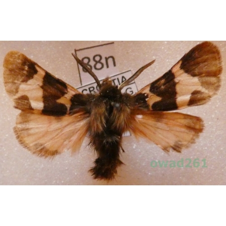Watsonarctia casta (Esper, 1785) male Croatia88n